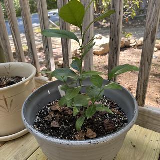 Citrus Tree Collection - Stark Bro's