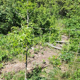 Submitted by Montana Zone 5B