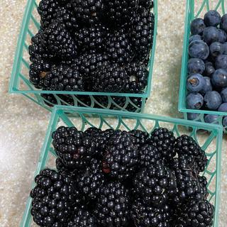 Prime-Ark® 45 Primocane Blackberry Plant - Stark Bro's