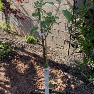 Submitted by AZ Gardener