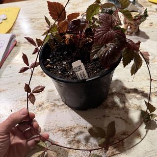 Boysenberry Plant - Stark Bro's
