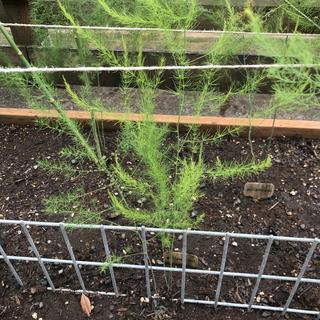 Submitted by NAN C