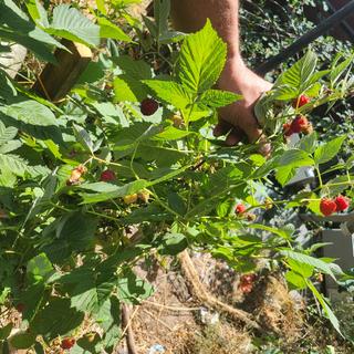 Submitted by Montana Zone 5b