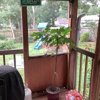 Submitted by JOHN R