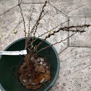 Submitted by SVITLANA M