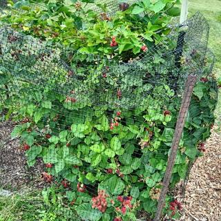 Submitted by Sandi S