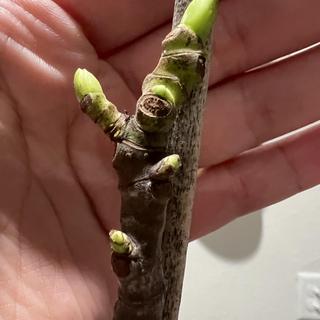 Submitted by Grace R