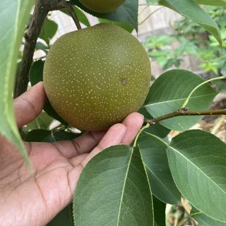 Submitted by Abdirahman O
