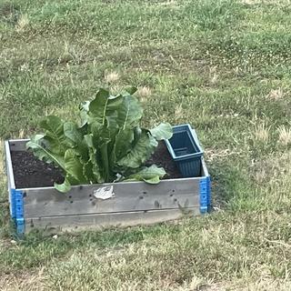 Submitted by Lori S