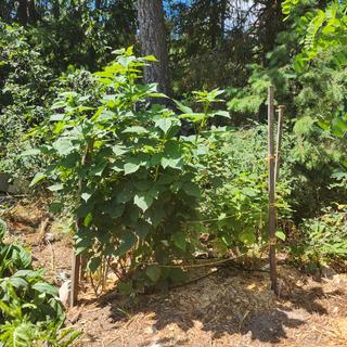 Submitted by Montana Zone 5b