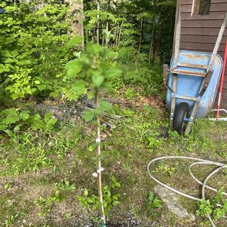 Submitted by Anne Marie L