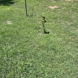 Submitted by RICHARD M