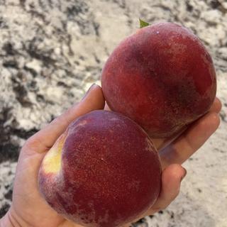 Submitted by Garden mama