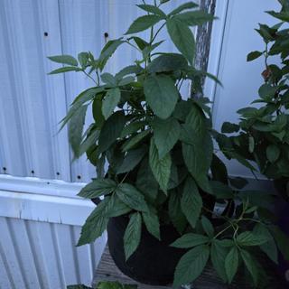 Snowbank White Blackberry Plant - Stark Bro's