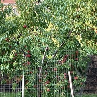 Submitted by NY home grow
