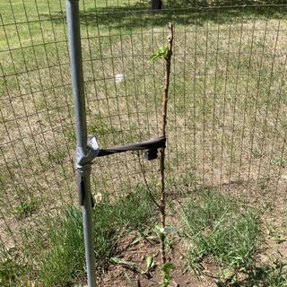 Submitted by FRED E