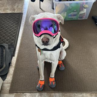 Rex Specs V2 Goggles | SCHEELS.com