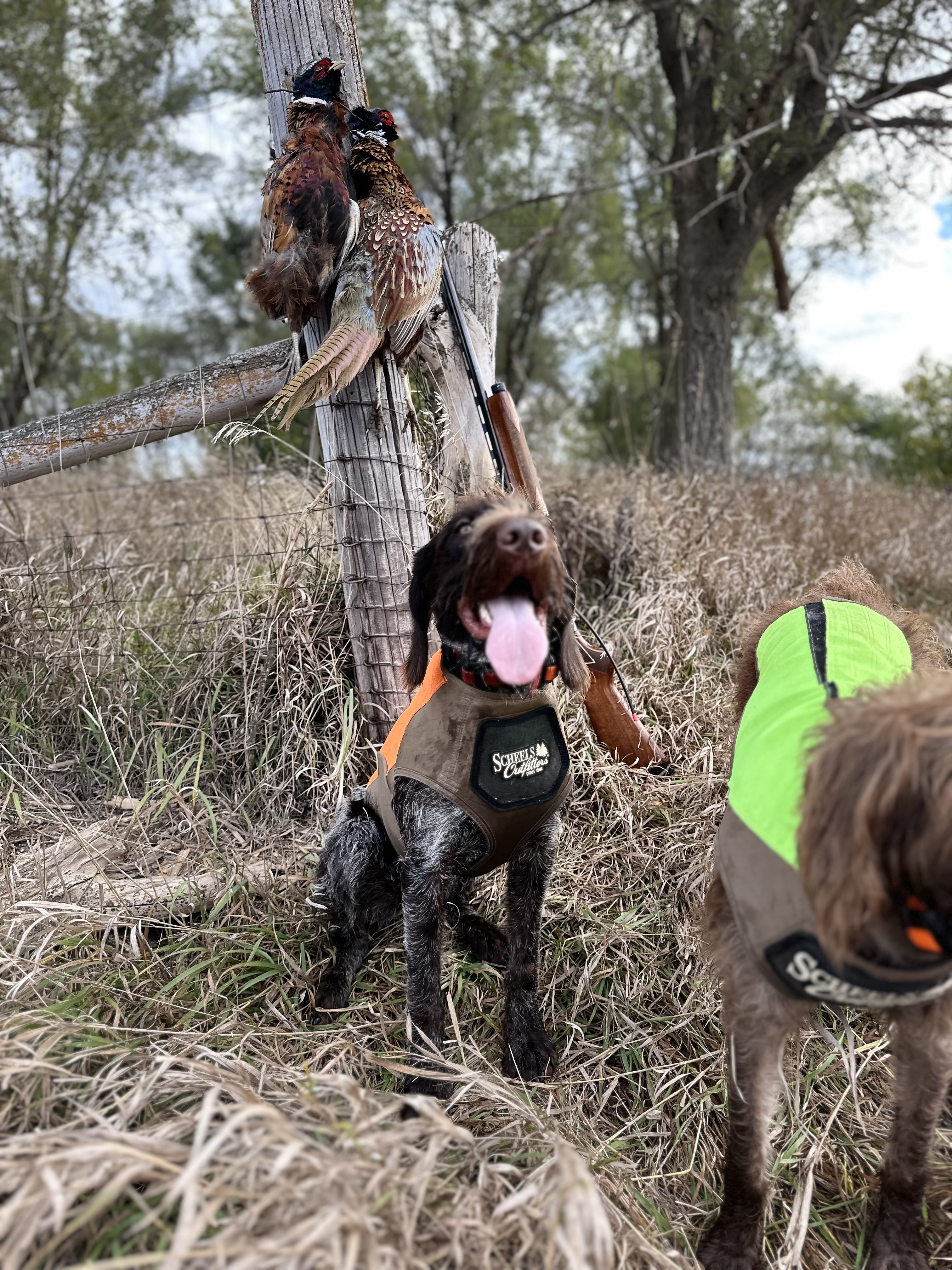 Scheels Outfitters Performance Dog Hunting Vest