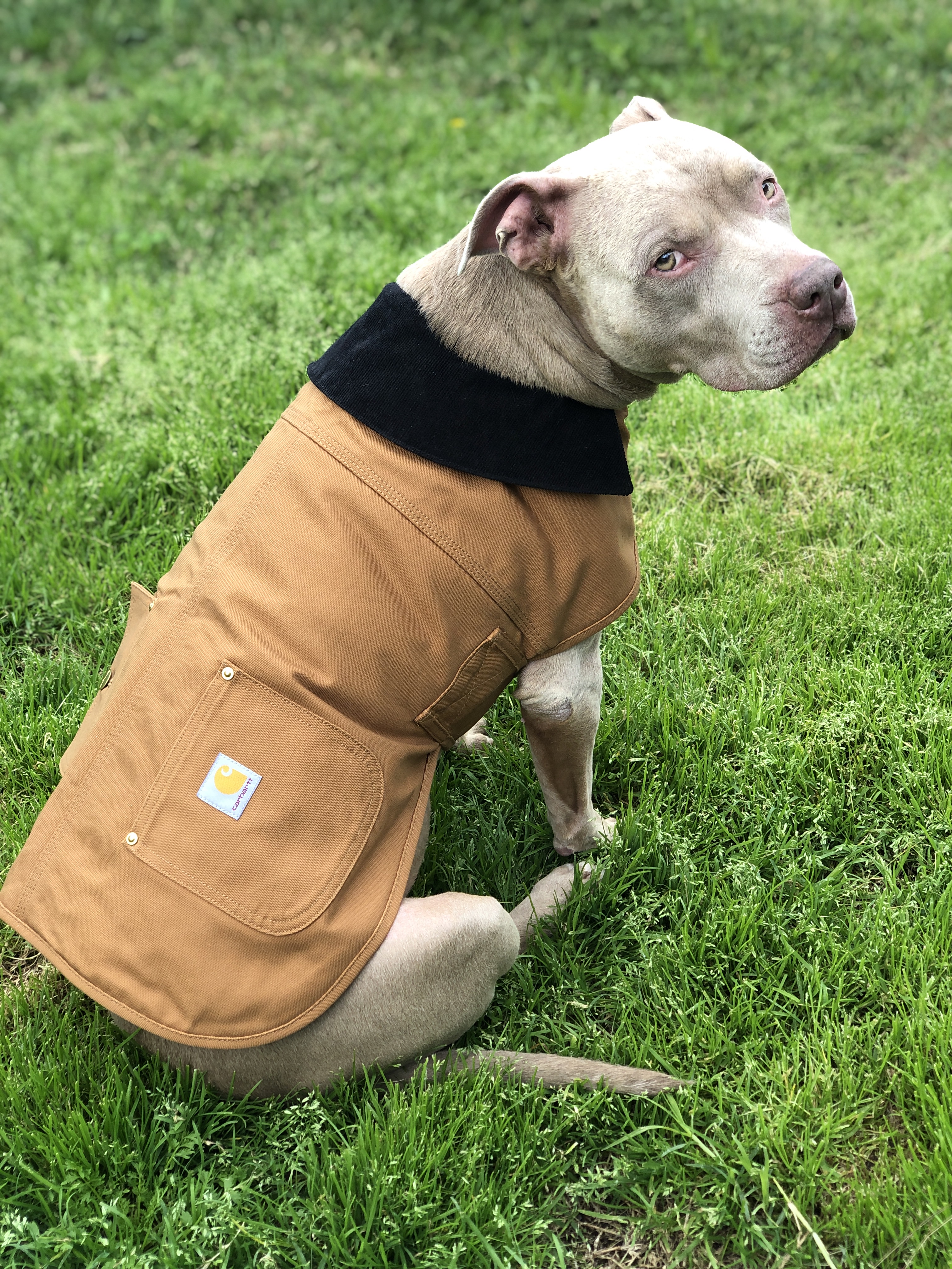 Carhartt Dog Chore Coat | SCHEELS.com