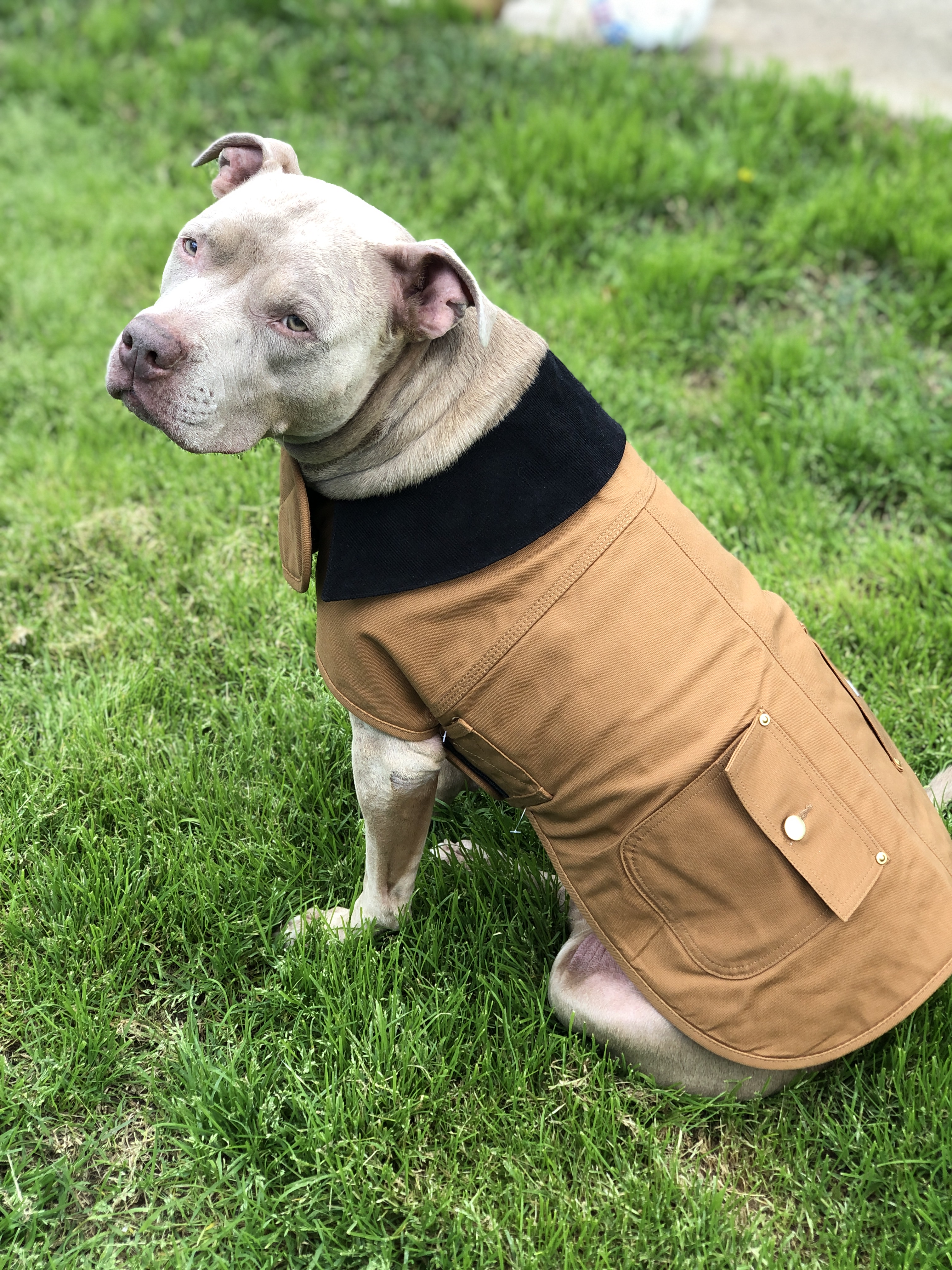Carhartt Dog Chore Coat | SCHEELS.com