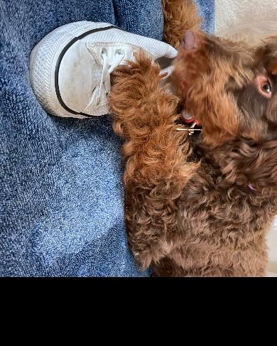 Knit Converse and Pearls