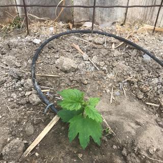 It's growing!