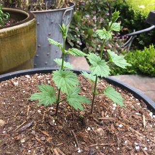 Happy and healthy Crystal shoots! Rhizomes woke up within just 4 days of planting.
