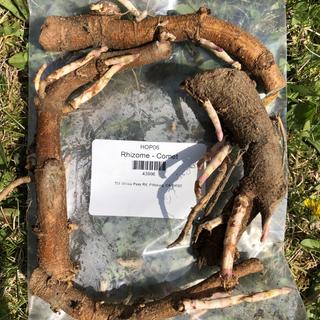 Four Comet Rhizomes