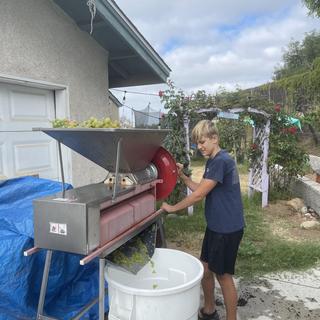 Muscat harvest