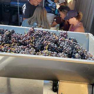hopper full of grapes