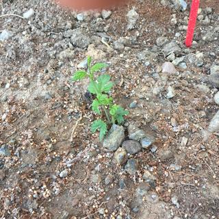 Sprouted after one week in ground. Fingers crossed