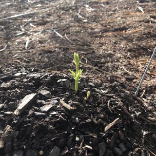 4 out of the 5 rhizomes that I received started growing in less than a week after planting.