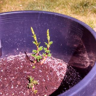 These are the Columbus Rhizomes, bought with my Cascade. About 3" of growth after 6 days in soil.