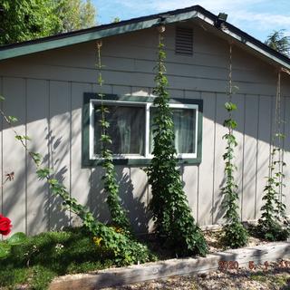 From left to right- Cascade,Centennial,Columbus,Magnum,Chinook.