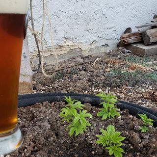 Buried a little deep. Two weeks after planting