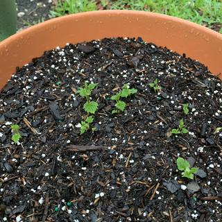 New growth - 11 sprouts!