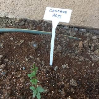 After one week of being in the ground!