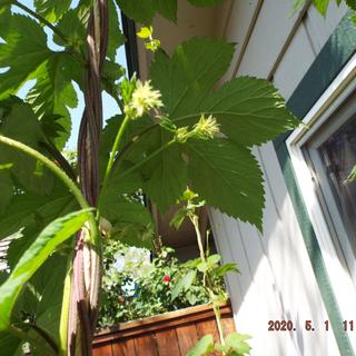 New hops forming