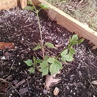 Just now training. 3 weeks since planting.