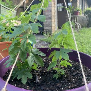 Just over a month after shipping date. Longer bine over 3 ft.