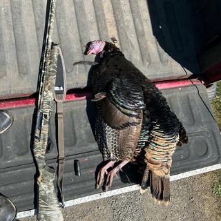 Stoeger M3500 Realtree Max 7 12 Gauge 3-1/2in Semi Automatic Shotgun - 28in