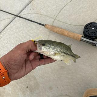 okuma crisium fly rod CRF — Life Company Constructed in two pieces and in lengths from 7 Okuma Celilo Okuma Salish Rod