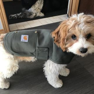 Duck Insulated Dog Chore Coat Carhartt Dog Jacket Green Dog Chore