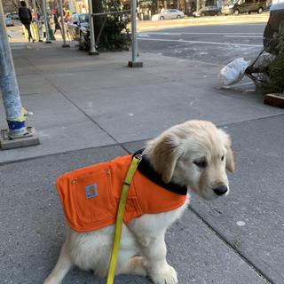 Golden Retriever Carhartt Chore Insulated Dog Coat Fire Hose Dog