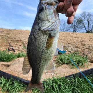 Shimano Sellus Casting A Rod - 7ft, Medium Power, Fast Action, 1pc