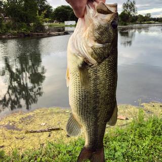 Shimano FX Spinning Rod - 9ft, Medium Heavy Power, Fast Action, 2pc