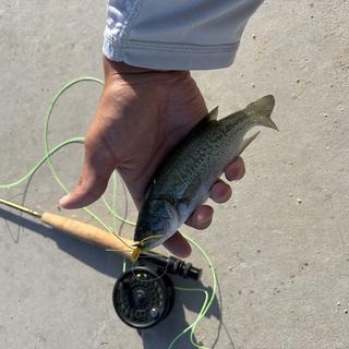 ace fishing lure guide Evergreen Last Ace 75 Ice Fish