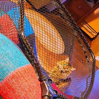bubba fishing net sale Extendable Net, Medium with Corrosion Resistant Construction, Non-Slip Grip Handle and Carbon Fiber Shafts for Fishing, Angling, Boating and Outdoors : Sports & Outdoors Never let another one off your hook Bubba Aluminum Telescoping Net -