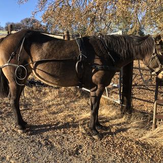 Tough1 Tracker Leather Driving Harness - StateLineTack.com