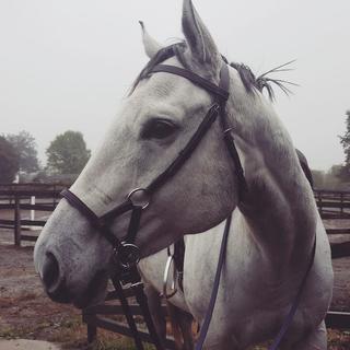 Bridon DY'ON Full - DESTOCK HORSE